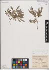 Foto von Salix cantabrica Rech. f.